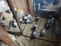 15 adet oyun kuşu sahiplendirilecek