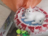 Cana Yakın Uysal Sevgi Dolu British Shorthair Yavruları