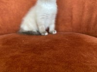 Brıtısh Shorthair Blue Point Dişi