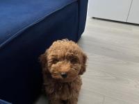 Toy Poodle Köpeği
