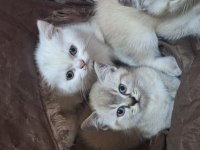 British Shorthair Blue Point