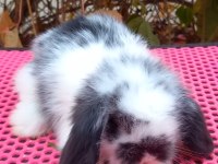 Lop tavşan 40 günlük aşılı