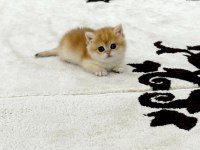 Full Şecereli Scottish Straight Golden Yavrular