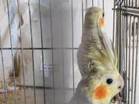 Yavru Yetişkin Sultan Papağanı