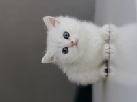 Full Şecereli Babadan Teslime Hazır Dişi Kedimiz