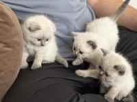 Scottish Bluepointler 45 Günlükken Teslim