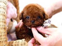 Safkan toy poodle bebeklerimiz için ulaşın