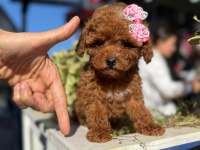 Aşılı toy poodle yavrularımızda kampanya