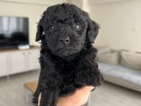 Silver poodle yavruları