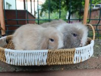 Orjinal hollanda teddy lop tavşanı yavrular