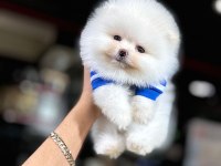 Irk ve sağlık garantili teddy pomeranian boo