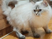 British longhair pamuk prensesim