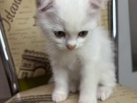 Scottish Fold Erkek Beyaz Nevşehir