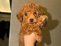 2 aylık erkek poodle