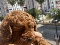 Safkan Yavru Toy Poodle