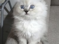 Yün Yumağı Pamuk Chinchilla Yavrularım