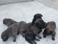 Belçika Kurdu Yavruları 8 Adet