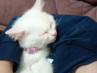 2 Aylık Erkek British Shorthair