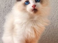 Kedilibab'dan Şecereli Show Kalite Ragdoll Kediler