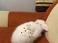 Herşeyiyle ücretsiz dişi hollanda lop tavşan