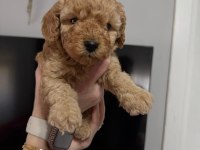 Toy Poodle Yavrular