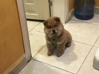 Çin aslanı 2,5 aylık