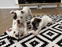 Standart French Bulldog Yavrular