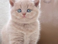 Manken gibi lilac british shorthair
