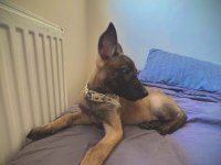 2 Aylık Safkan Dişi Belçika Kurdu Yavrumuz