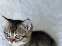 British Shorthair Dark Gold Yavrum
