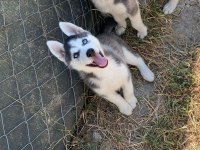 Sibirya Kurdu Yavru Köpekleri