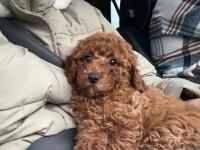 Teacup sevimli poodle 4 aylık