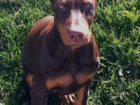 Sağlık Ve Irk Garantili Kızıl Dobermanlar