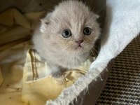 6 Adet Yavru Kedim Var