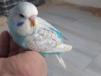 Jumbo Ve Yerli Muhabbet Kuşu