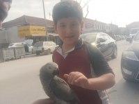 Jako Papağanı Ve Diğer Çeşitlerimiz Mevcuttur