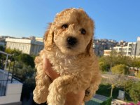 Maltipoo bebekler