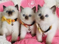 Nadir Bulunan Maviş Chocolatte Point British Shorthair