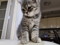 Oyuncu Scottish Kediler