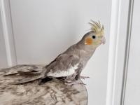 Sultan papağanı sahiplendirilecek