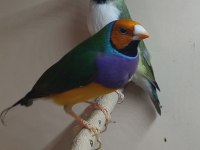 Genç Gouldian Finch