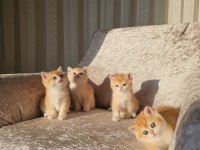 Golden British Shorthair