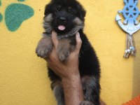 3 aylık şecereli aşıları tam alman kurdu yavrular