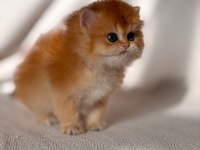 Safkan British Longhair Ny12 Dişi