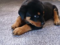 Şecereli Rottweiler Yavrularımız Yeni Ailesini Bekliyor