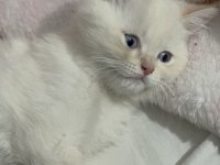 Minik erkek british shorthair uygun