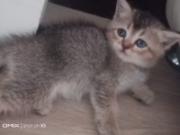 British Shorthair Bebeklerimiz Yeni Yuvalarını Arıyor
