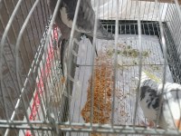 İki Yaşında Sultanlar