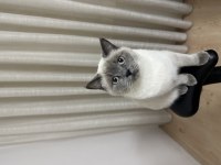 Yeni Doğan Yavru Kedilerimize Yuva