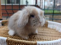 Orjinal Hollanda Teddy Lop Tavşanı Yavrular